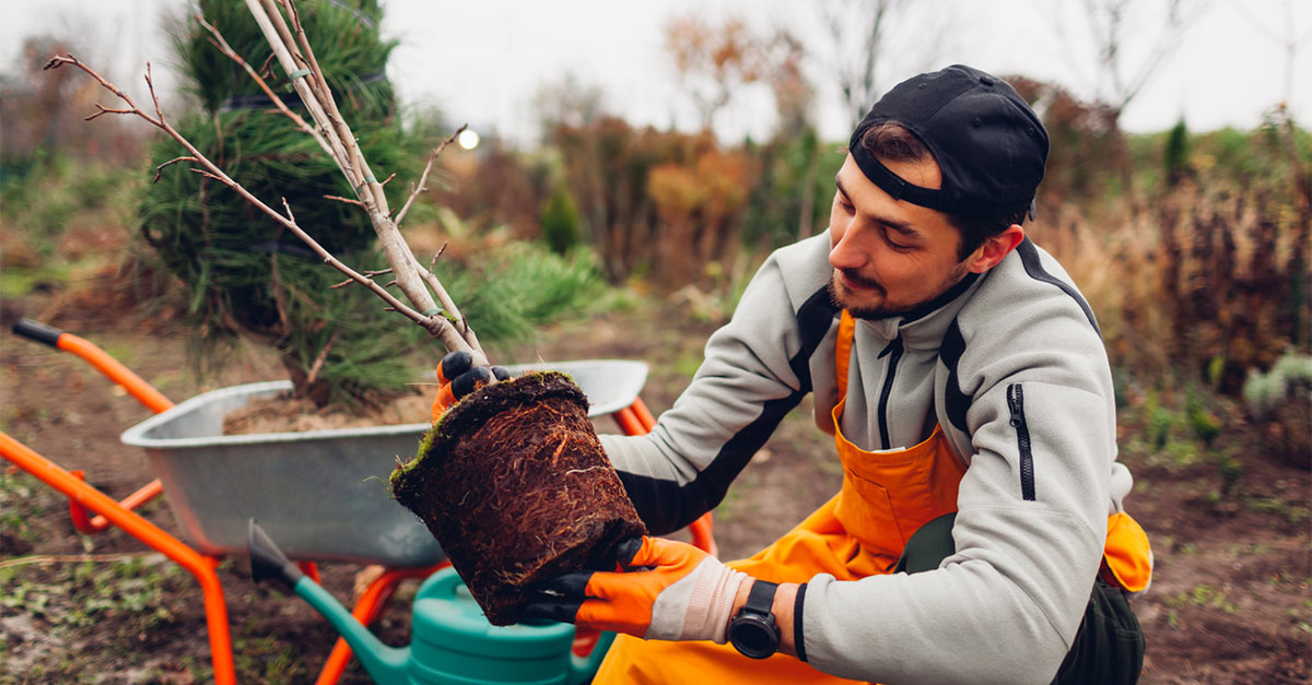 A gardener planting trees in the Fall, with a pine tree.