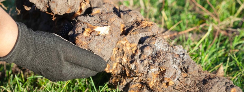 A hand holding a piece of tree that is diseased.