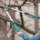 Pruning some tree branches.