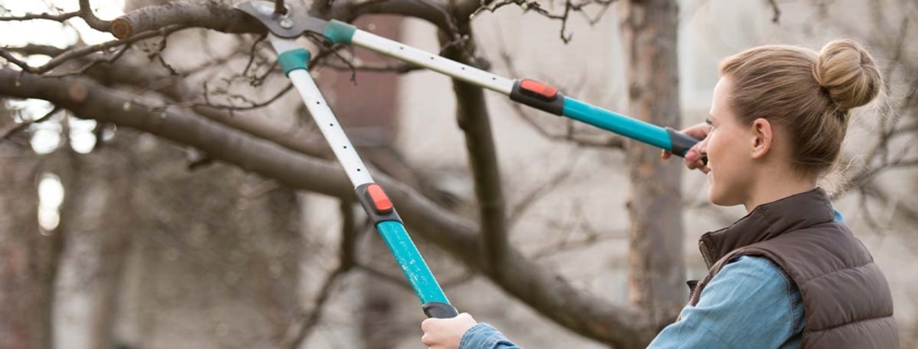 Pruning some tree branches.