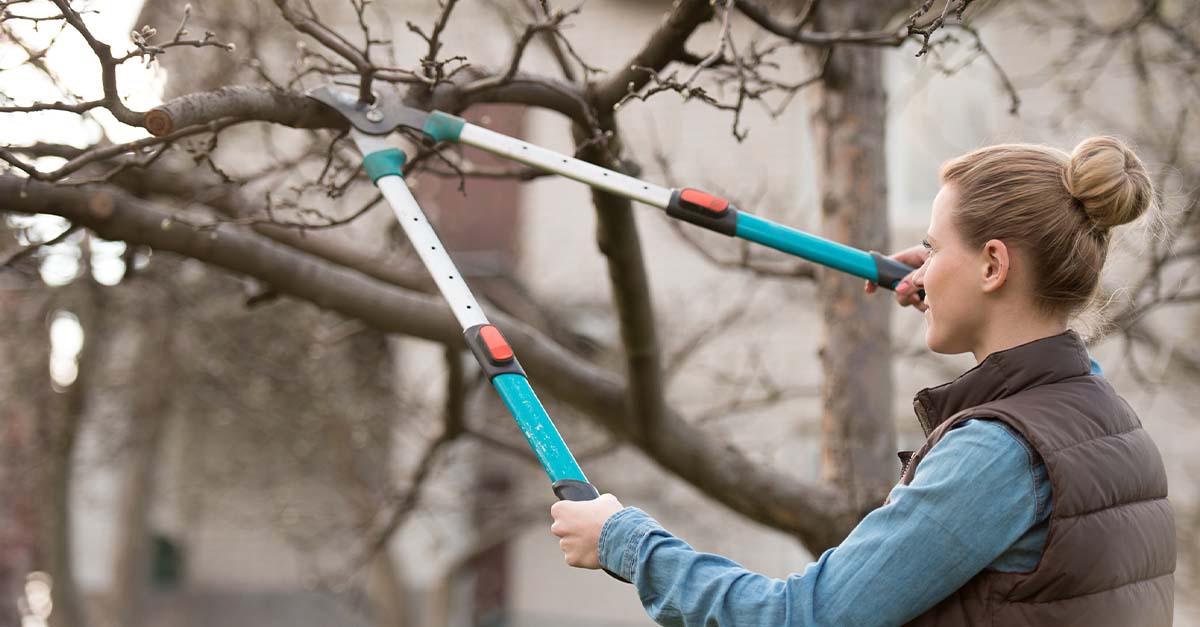 Pruning some tree branches.