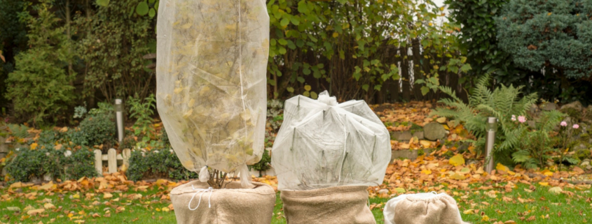 Trees covered for winter