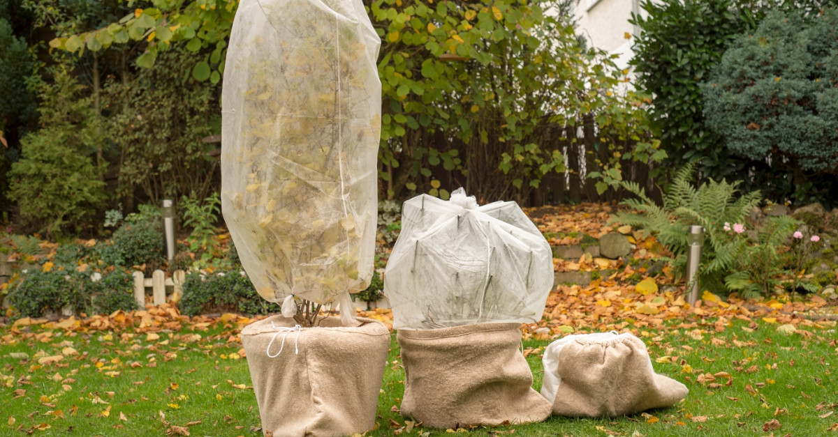 Trees covered for winter