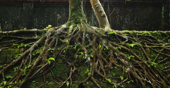 Understanding Tree Roots: How Deep They Grow and How to Protect Them ...