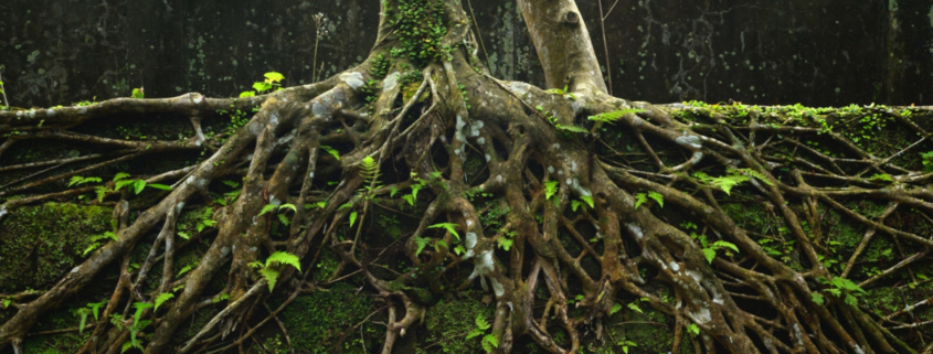 Tree roots side angle