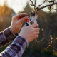 Hands pruning tree branch
