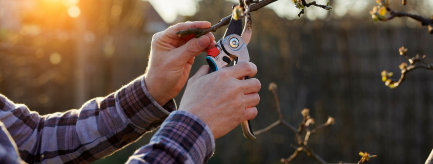 Hands pruning tree branch