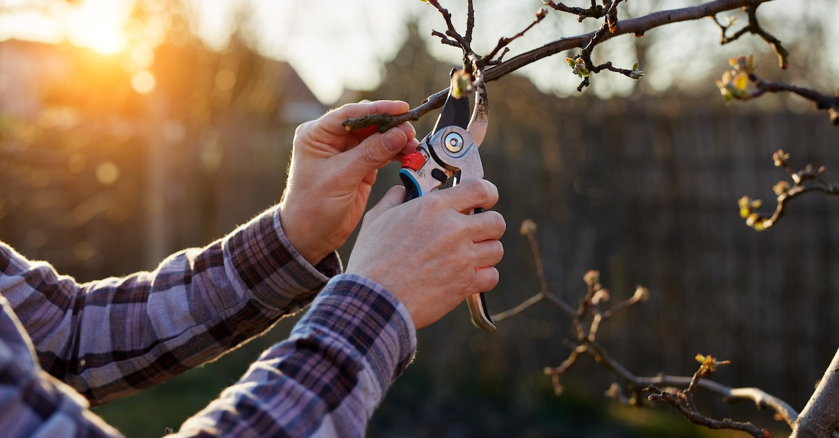 Hands pruning tree branch