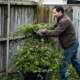 Man putting chopped tree into wheelbarrow