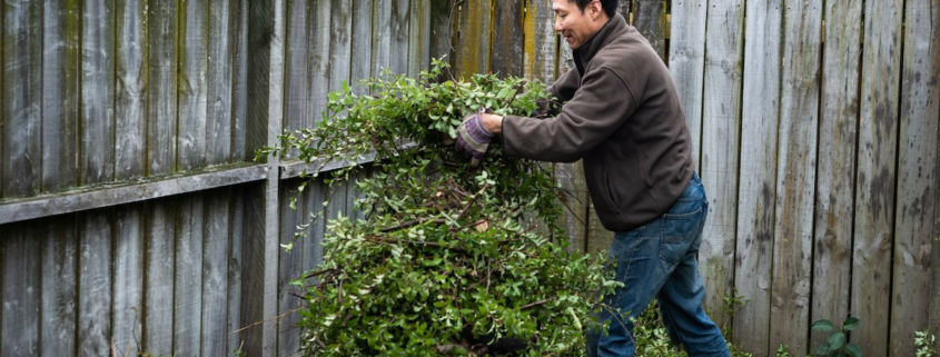 Man putting chopped tree into wheelbarrow