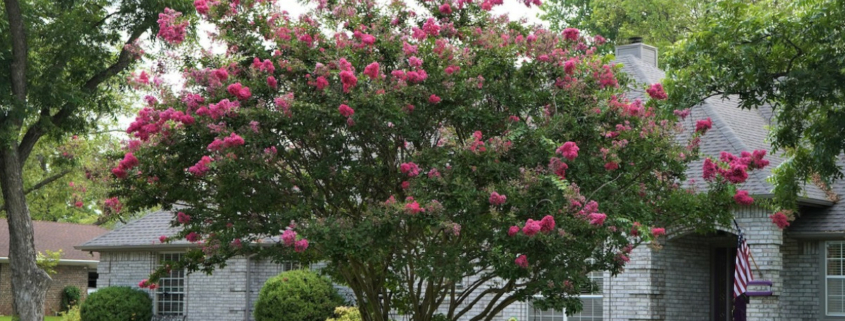 Tree with pink flowers
