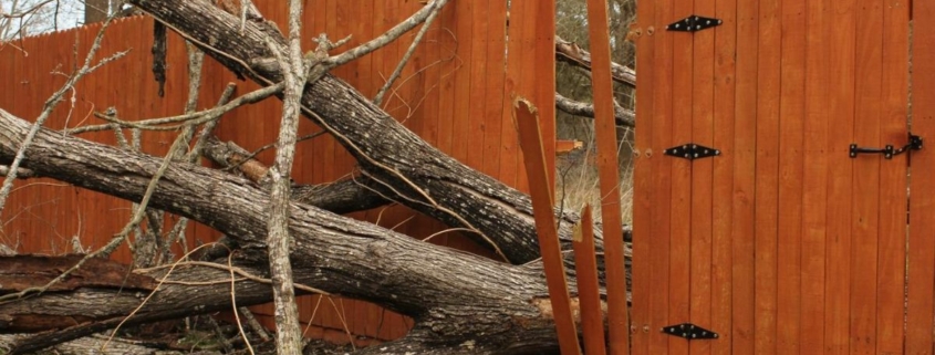 Tree fallen on a fance