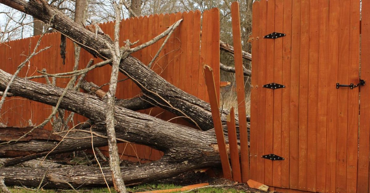 Tree fallen on a fance