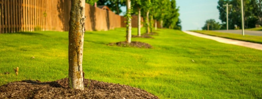 Row of trees next to a sidewalk