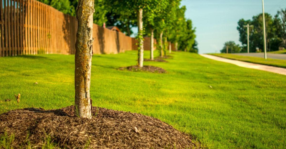 Row of trees next to a sidewalk