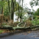 Trees fallen down in road