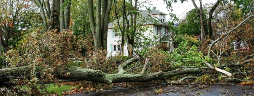 Trees fallen down in road