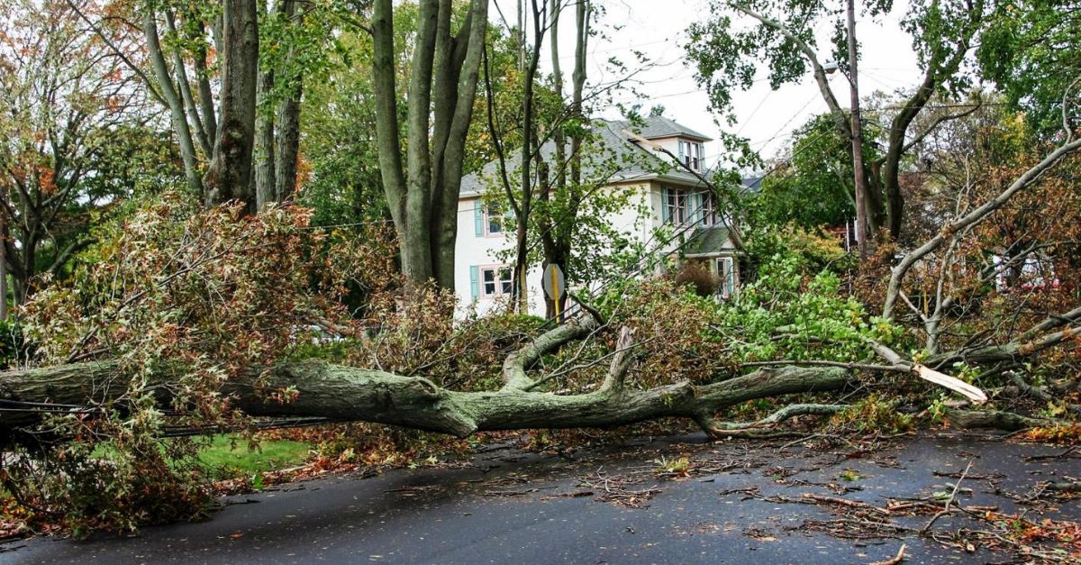 Trees fallen down in road