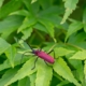 Close up of a bug on a leaf