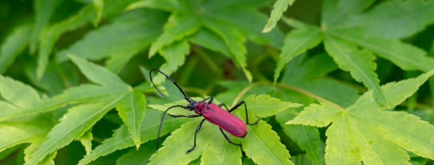 Close up of a bug on a leaf