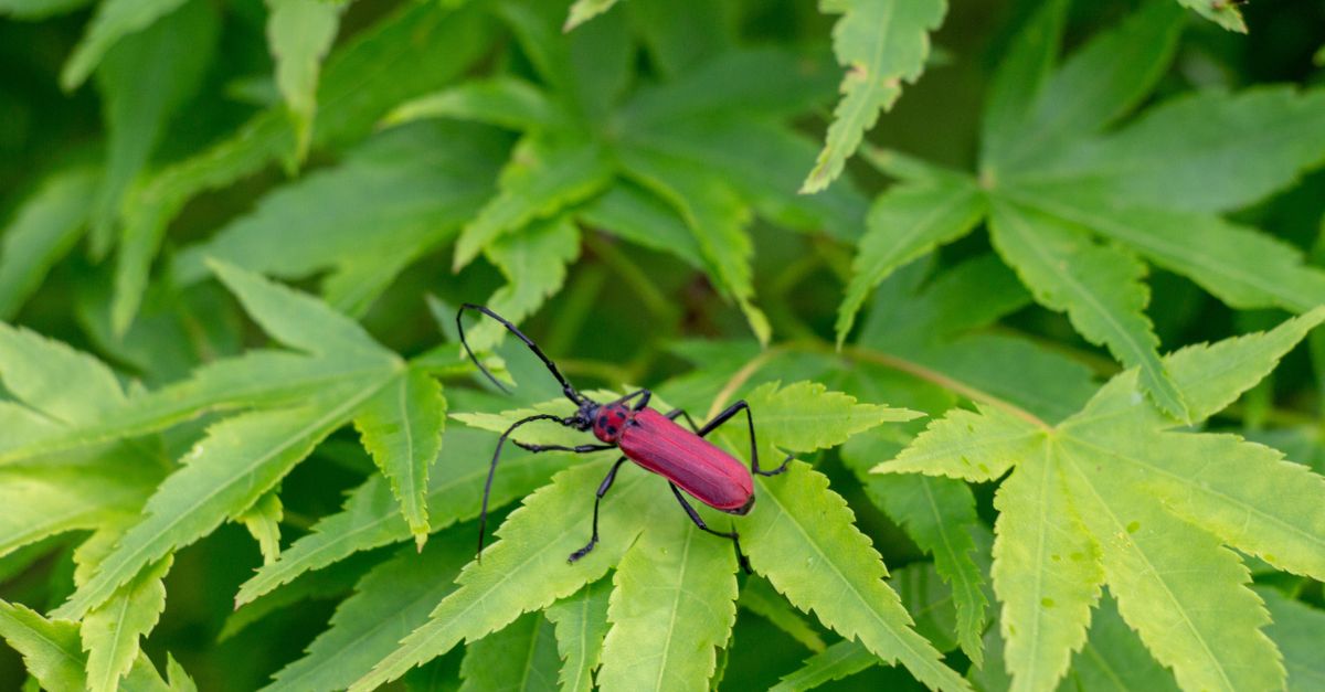 Close up of a bug on a leaf