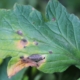 close up of leaf with damaged spots