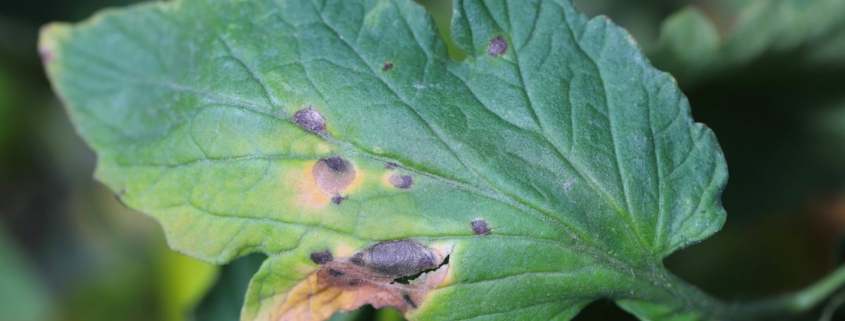 close up of leaf with damaged spots