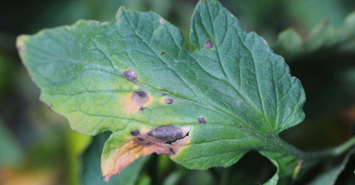close up of leaf with damaged spots
