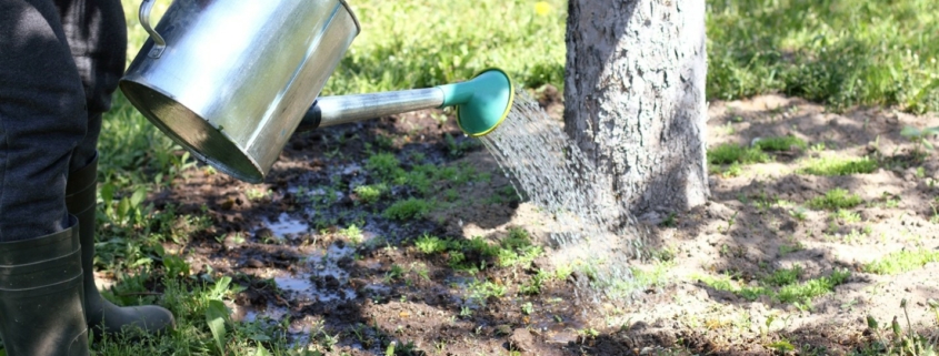 A person watering the soil around a tree