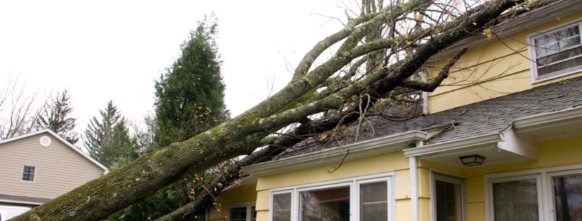 Fallen tree on home
