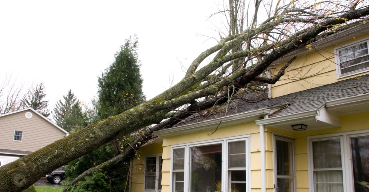 Fallen tree on home