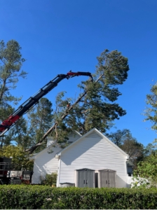 Jaws removing tree from roof