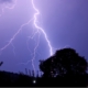 Lightning strikes above a tree at night.