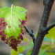 Bacterial Leaf Scorch (BLS)