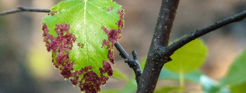 Bacterial Leaf Scorch (BLS)