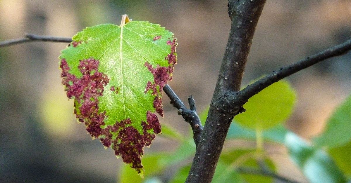 Bacterial Leaf Scorch (BLS)