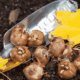Garden trowel with root vegies