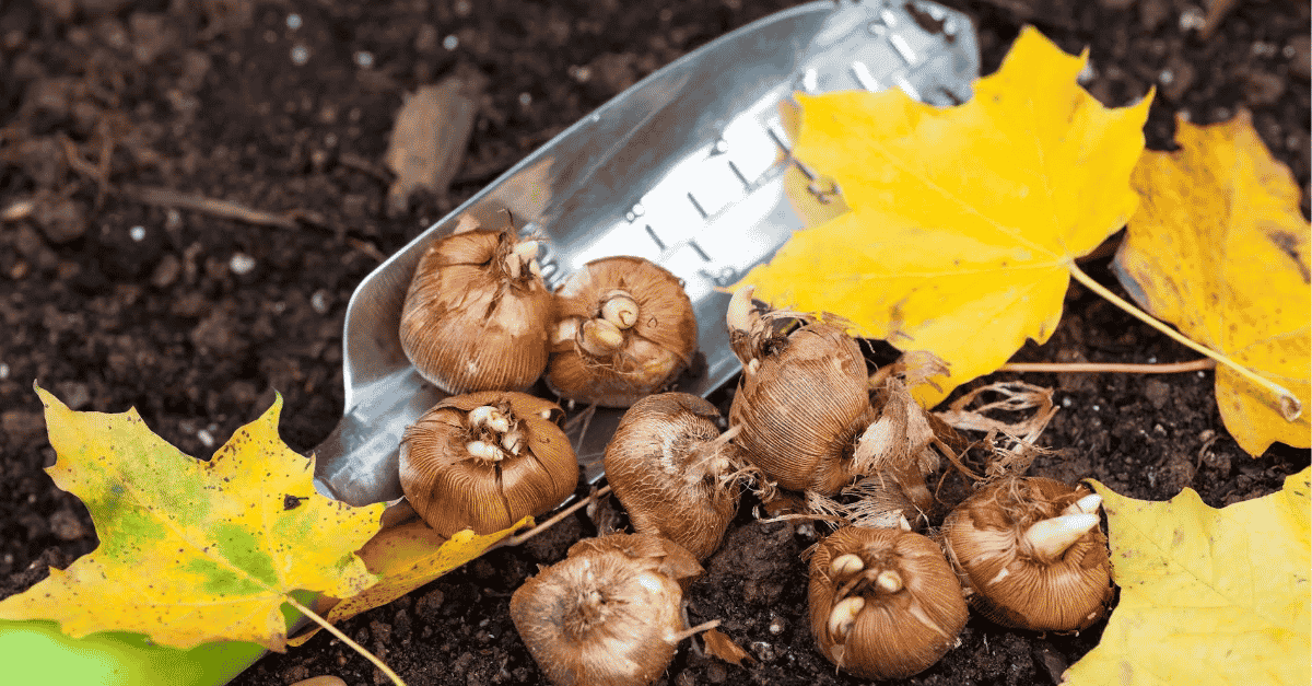 Garden trowel with root vegies