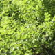 Kudzu