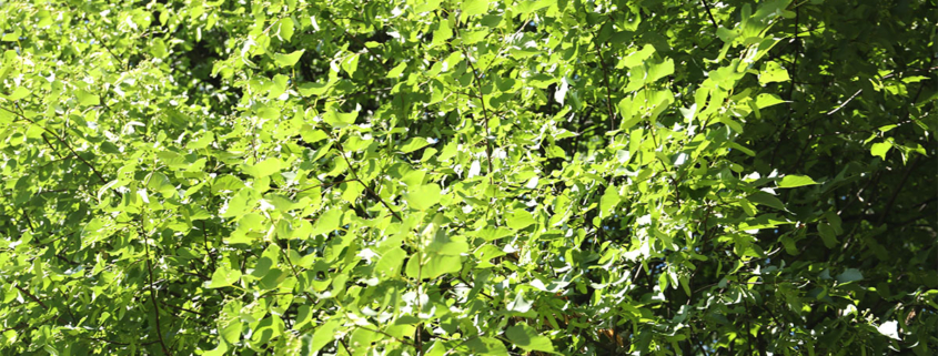 Kudzu