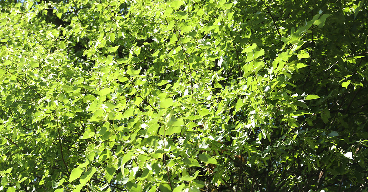 Kudzu