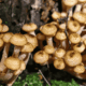 Mushrooms growing on a tree