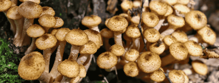 Mushrooms growing on a tree