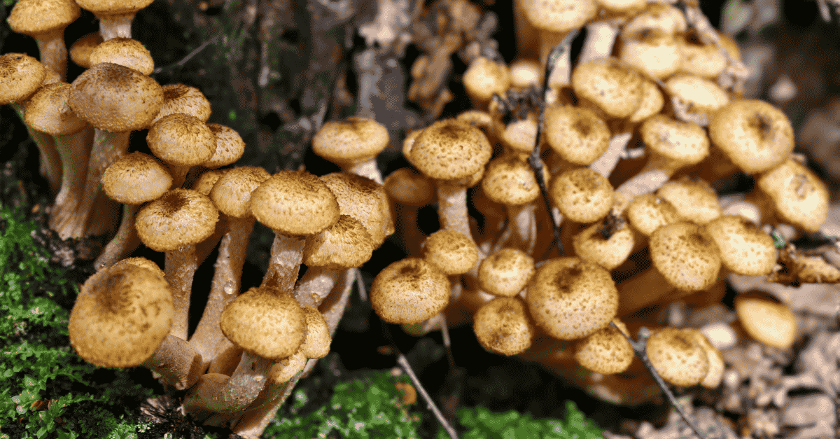 Mushrooms growing on a tree